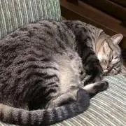 なぎの画像