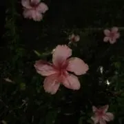 まじかるの画像