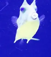 ぽっきーの画像