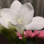 Yhaの画像