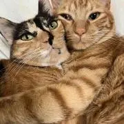 いざえもんの画像