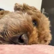 ツネの画像