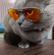 猫美