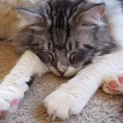 あかりの画像