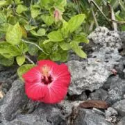hibiscusの画像