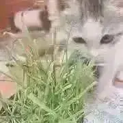 まなの画像
