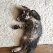ももまさ