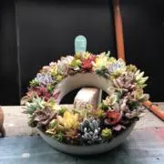 ヤマネコの画像