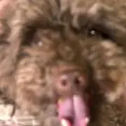 いちゴンザレスの画像