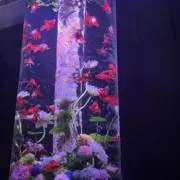 ＪＵＬＩ☆の画像