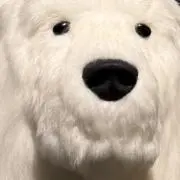 リリの画像
