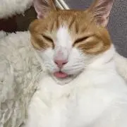 Shoheiの画像