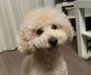 ももままの画像