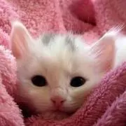 くだかの画像