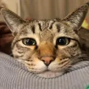 ミーコ*の画像