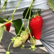 berry