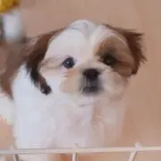 まいぽち☆彡の画像