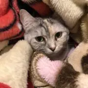 ももめめの画像