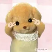 わんの画像