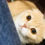 りんごの画像