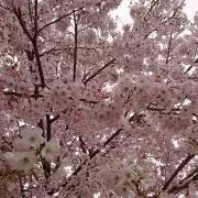 いちの画像