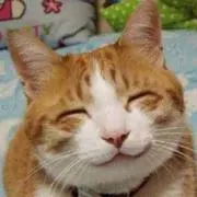 ponの画像