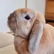 NIZIの画像