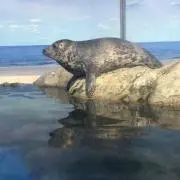 たもり