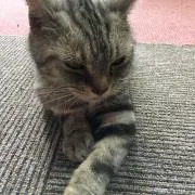 ぶんちゃん