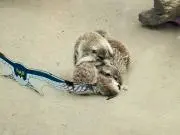 こまさん