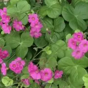 Cloverの画像