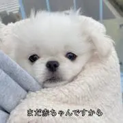 いぬの画像