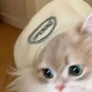 ねろりの画像