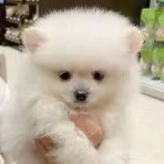 baronの画像