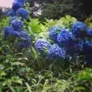 Shotaの画像