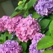 indigoblueの画像