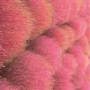 蓮根の画像