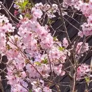 ころころりんの画像