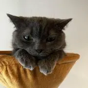T.K
