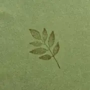 青菜の画像