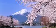 Sakuraの画像
