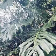 かな