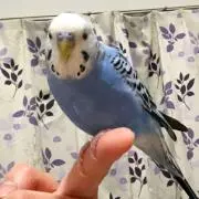 りっちー