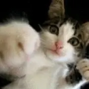まめすけの画像
