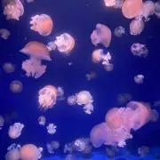 杏子の画像