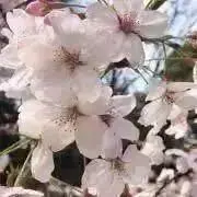 チャッピー  3日以内発送❗️の画像