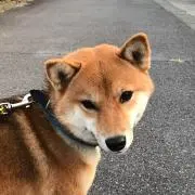 RYの画像