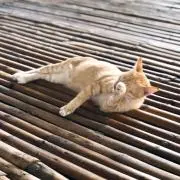 サバー（プロフ必ず見てから購入を）の画像