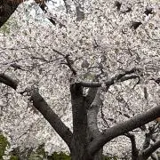 ニルヴァナの画像