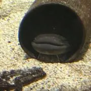 れれれの画像